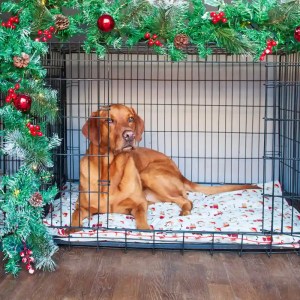 Dogs & Duvets Christmas Lifestyle