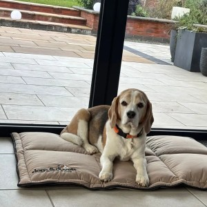 Dogs & Duvets Crate Dog Bed - Harvey Lifestyle